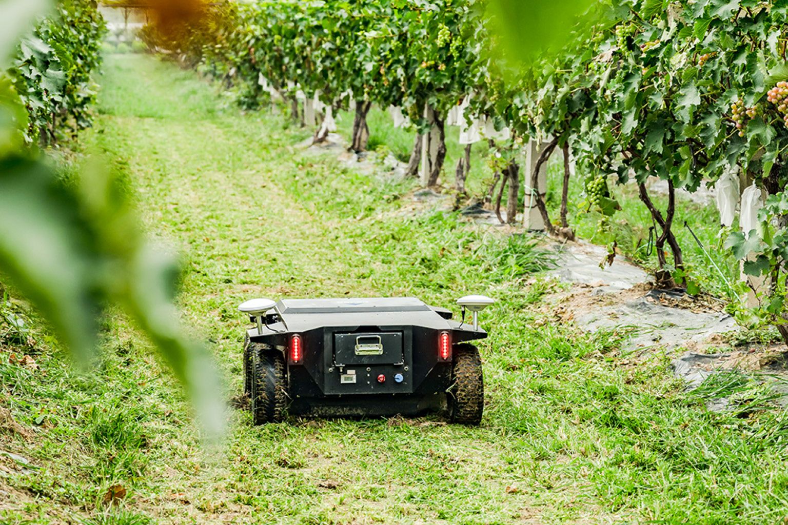 Kelpie mowing between trellised vine rows in a vineyard