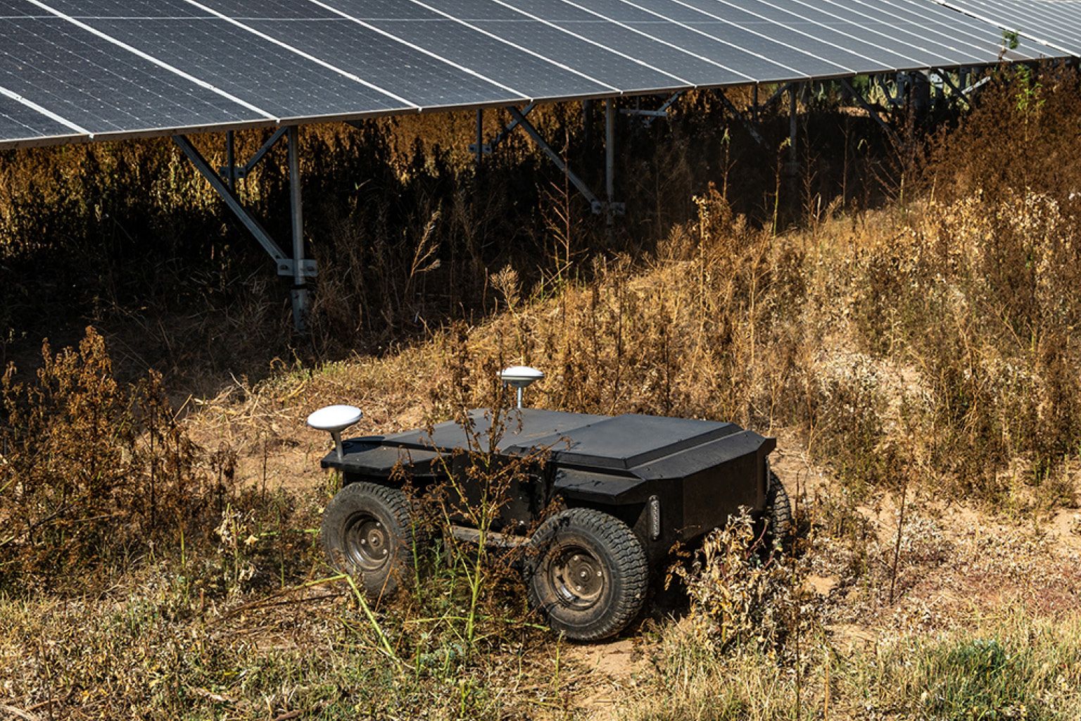 Kelpie clearing growth beneath a ground-mounted solar array